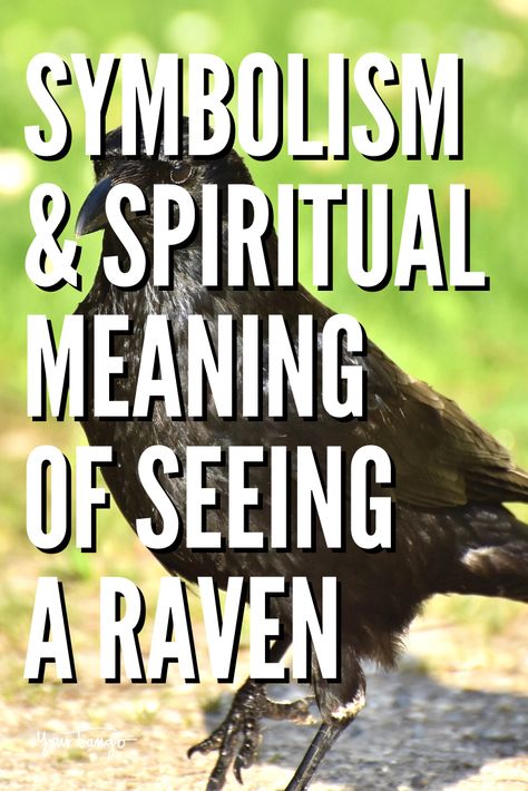 Raven Symbolism Meaning, Number Of Ravens Meaning, Meaning Of Ravens, Crow Vs Raven Symbolism, Viking Raven Symbol, Raven Meaning Spiritual, Raven Spiritual Meaning, Raven Name, Raven Meaning