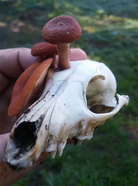 Fox Skull, Skull Reference, Goblincore Aesthetic, Mushroom Pictures, Animal Skeletons, Animal Skull, Vulture Culture, Goblin Core, Animal Bones