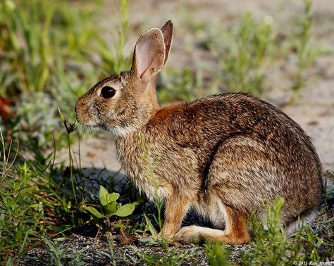 Eastern Cottontail Rabbit - Winnipesaukee Forum Eastern Cottontail, Backyard Nature, Cottontail Rabbit, Swamp Rabbit, Wild Bunny, Baby Rabbits, Forest Wildlife, Animal Sketch, Small Sketchbook