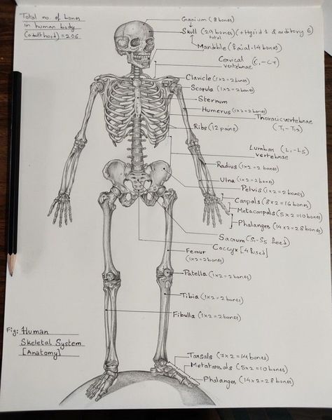 Skeleton Drawing Labeled, Human Bone Anatomy Drawing, Skeleton Labeled Human Anatomy, Human Skeletal System Anatomy, Skeletal System Anatomy Drawing, The Skeletal System Anatomy, Skeleton Parts Drawing, Skeleton System Anatomy Notes, Skeleton Sketch Anatomy