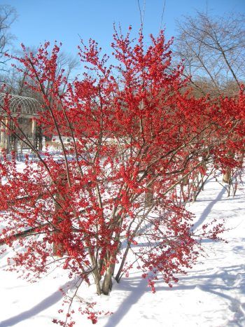 Winterberry Holly  Winterberry provides beautiful red berries like Holly Bush does, but Winterberry Holly lacks the lush green leaves! It is just as easy to grow, if it’s planted in the correct area. Winterberry Holly should be planted in moist, acidic soil with plenty of sunlight. It does great in a hard frost, too! Winterberry Holly, Holly Shrub, Holly Bush, Holly Tree, Meteor Garden 2018, Winter Plants, Garden Types, Hardy Plants, Olive Garden