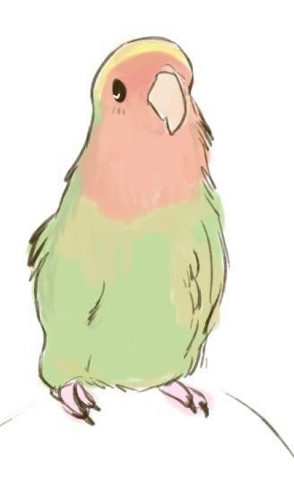 Cute Parrot Art, Parrot Drawing, Parrots Art, Bird Sketch, Art Tools Drawing, Funny Birds, Wow Art, Kawaii Animals, Dessin Adorable