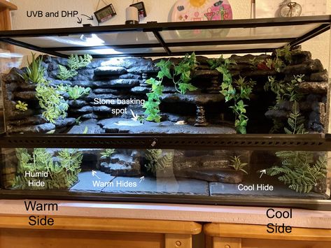 Large Reptile Terrarium Ideas, Python Tank Ideas, Caiman Lizard Enclosure, Naturalistic Leopard Gecko Terrarium, Creative Snake Enclosures, California King Snake Habitat, Bioactive Snake Terrarium, Diy Snake Tank Decor, Bioactive Bearded Dragon Enclosure