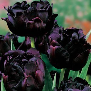 tulip_black_hero Gothic Flowers, Goth Garden, Gothic Garden, Flower Bulbs, Black Garden, Dark Flowers, Moon Garden, Pretty Plants, Black Flowers