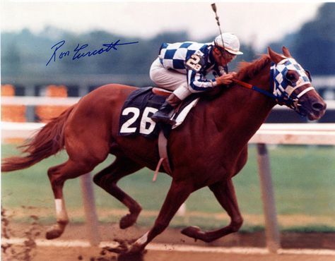 Secretariat Horse, American Pharoah, Triple Crown Winners, The Great Race, Belmont Stakes, Thoroughbred Horse Racing, Horse Rescue, Big Horses, Thoroughbred Horse