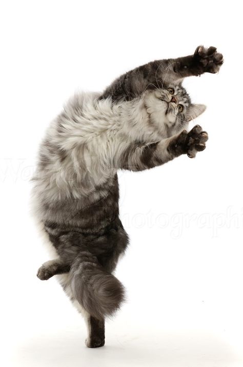 Cat Eyes Reference, Dynamic Bird Poses, Cat On Hind Legs Reference, Human Cat Hybrid, Floating Cat Reference, Angry Cat Reference, Cat Hissing References, Cat Attacking, Cat Looking Down Reference