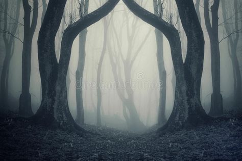 Dark forest with fog and symmertical huge strange trees on halloween. Night , #AFFILIATE, #fog, #symmertical, #Dark, #forest, #huge #ad Scary Halloween Music, Ghost Theme Party, Creepy Music, Halloween Decorations Party Scary, Scary Photography, Scary Music, Scary Backgrounds, Creepy Backgrounds, Free Wallpaper Backgrounds