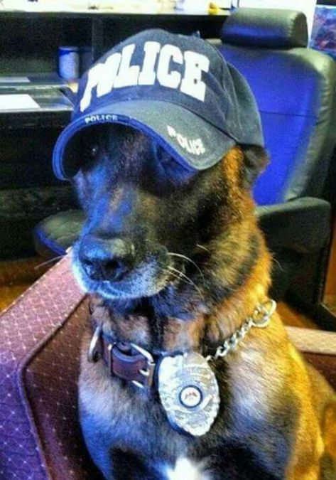 95 Police Dog Names | The Paws Police Dog Names, Cool Pet Names, K9 Police Dogs, Military Service Dogs, Berger Malinois, K9 Police, K9 Officer, Dog Hero, Military Working Dogs