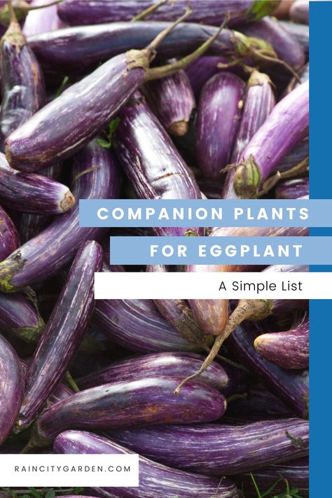 Eggplant Companion Plants, Growing Eggplant, Pot Gardening, Nitrogen Fixation, Vegetable Kabobs, Black Walnut Tree, Companion Plants, Growing Fruit, Soil Health