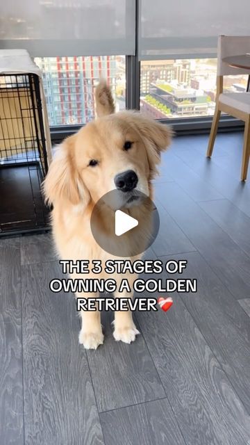 Big Fluffy Golden Retriever, Dogs Golden Retriever Puppies, Tucker The Golden Retriever Videos, Golden Retriever Puppy Videos, Golden Retriever Funny Videos, Baby Golden Retrievers, Funny Golden Retrievers, Golden Retriever Boy, English Golden Retriever Puppy