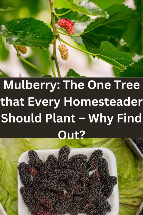 Mulberry trees are like the overachievers of the tree world; not only do they grow quickly, but they also offer a plethora of benefits that help homesteaders in many ways. White Mulberry Tree, Mulberries Tree, Mulberry Benefits, Medicinal Trees, Forest Gardening, Seed Swap, Herbal Living, Mulberry Trees, Mulberry Recipes