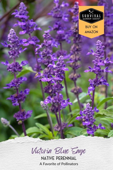 Plant Native Blue Sage to Attract Pollinators Mealycup Sage, Survival Garden, Perennial Gardens, Survival Gardening, Blue Sage, Attract Pollinators, Home Vegetable Garden, Herb Garden, Garden Seeds