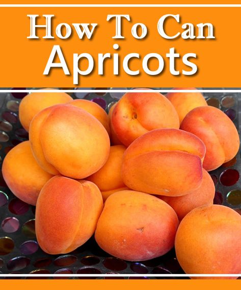 Canning Apricots Recipe - easy recipe for preserving apricots... #canning #apricots #homestead #homesteading