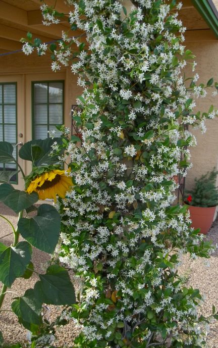 One evening this week, I opened up my back door to let my dogs outside and I was hit with an incredibly wonderful aroma. Soft, sweet, and intoxicating, little white flowers bloomed by the hundreds … Jasmine Vine, Florida Landscaping, Florida Plants, Jasmine Plant, Florida Gardening, Garden Vines, Fragrant Plant, Have Inspiration, White Gardens