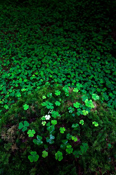 Feeling lucky? | Time for something a bit different… | Jason Theaker | Flickr Clover Field, Irish Eyes, On The Ground, Green Aesthetic, Clover Leaf, Go Green, Shades Of Green, Mother Nature, Beautiful Nature