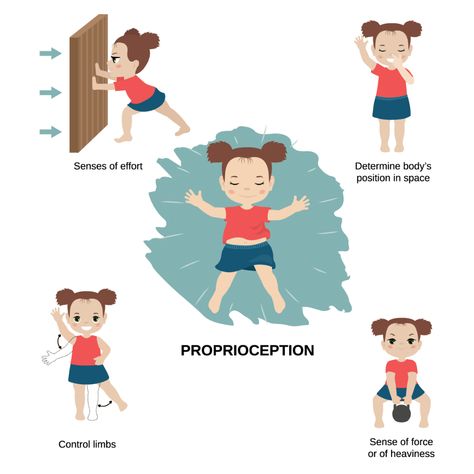 The Power of Active and Passive Proprioceptive Input | KidSense Therapy Group Human Senses, Proprioceptive Input, Tactile Sensitivity, Vestibular System, Therapy Ball, The 7th Sense, Sensory Integration, Sensory Stimulation, Sensory Development