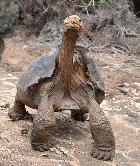 Galapagos Giant Tortoise, Galapagos Turtle, Galapagos Islands Animals, Gopher Tortoise, Tortoise Nails, Turtle Photography, Tortoise Art, Tortoise Shell Nails, Tortoise Drawing