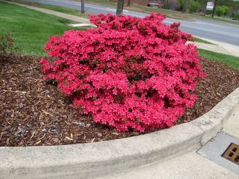 14 Shrubs that Bloom All Year | Year Round Shrubs According to Season Small Shrubs, Flower Gardening, Hedges, Front Yard, Flower Garden, Yard, Plants, Flowers, Green