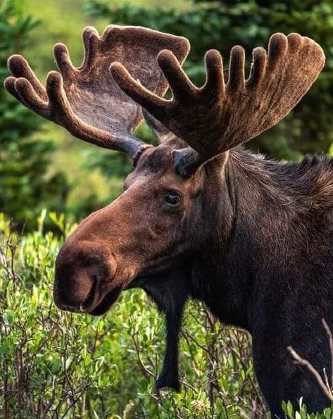 Moose Painting, Moose Pictures, Moose Deer, Deer Species, Bull Moose, Moose Antlers, Glacier National, Amazing Animals, Jolie Photo