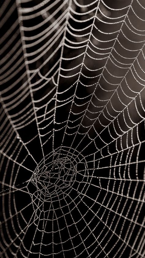 Cobweb Wallpaper, Spider Background, Backgrounds For Phones, Spider Wallpaper, Free Phone Backgrounds, Dr Zakir Naik, Web Phone, Cracked Wallpaper, Watercolor Face