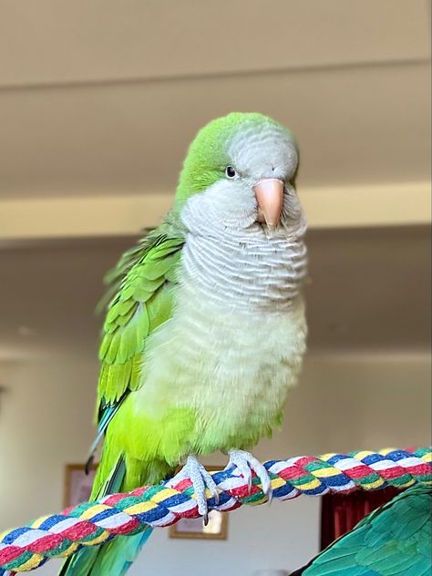 Quaker Parakeet, Bird Enclosure, Parrot Ideas, Parrot Pictures, Aesthetic Birds, Parrot Photo, Quaker Parrot, Monk Parakeet, Pet Parrot