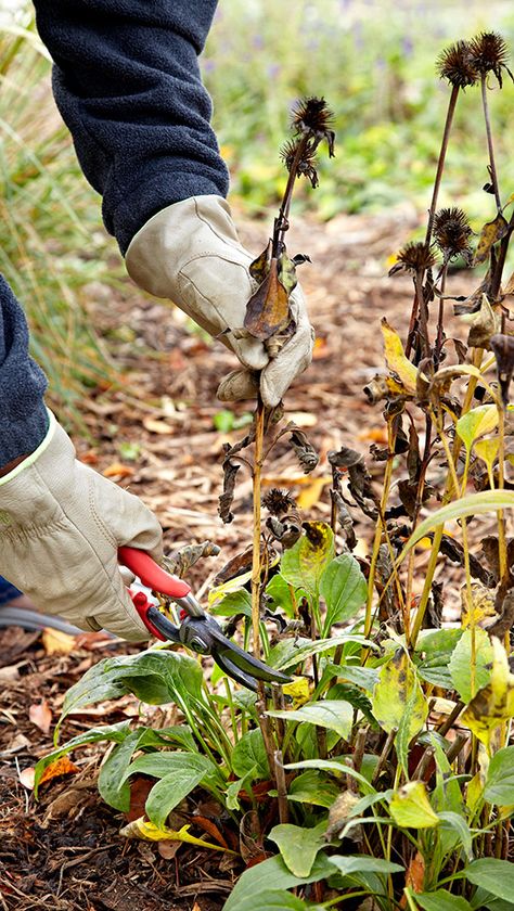 Fall Garden Care, Fall Clean Up, Fall Cleaning, Fall Garden Vegetables, Small Backyard Gardens, Fall Garden, Home Vegetable Garden, Organic Gardening Tips, Backyard Garden Design