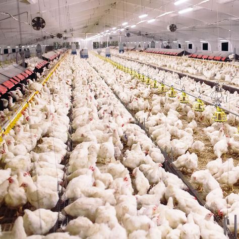 Poultry Farm Buildings, Como Plantar Pitaya, Poultry Farm Design, House Ventilation, Hen Farm, Poultry House, Exhaust Fans, Farm Layout, Future Farms