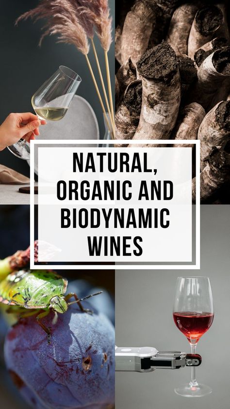 This image refers to a blog where you find the differences between Natural, Organic and Biodynamic Wines. Wine Tourism, Agricultural Practices, Environmental Issues, Environmentally Conscious, Wine Region, Travel Inspo, Environmental Impact, Wine Cooler, Natural Organic