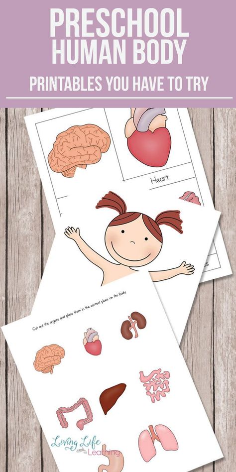 Want to learn about the human body but don't know where to start? Get these preschool human body printables to teach your kids about their bodies. Learn about the different organs and where they belong. Human Body Printables, Human Body Worksheets, Free Human Body, Worksheet For Preschool, Body Preschool, Human Body Activities, Human Body Unit, Preschool Science, Preschool Themes