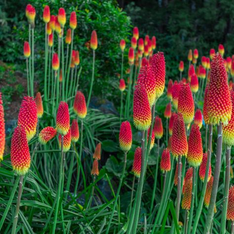 Hot Poker Plant, Red Hot Poker Plant, Torch Lily, Planting Zones, Red Hot Poker, Common Garden Plants, Lily Seeds, Beginners Garden, Healthy Seeds