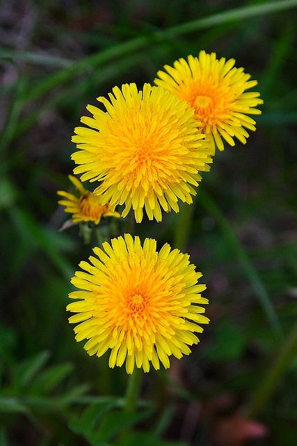 Dandelion is a flowering herbaceous perennial plant of the family Asteraceae (Compositae). Dandelion Yellow, The Dandelion, Dandelion Flower, Herbaceous Perennials, Edible Flowers, Perennial Plants, Yellow Flower, Exotic Flowers, Flower Petals