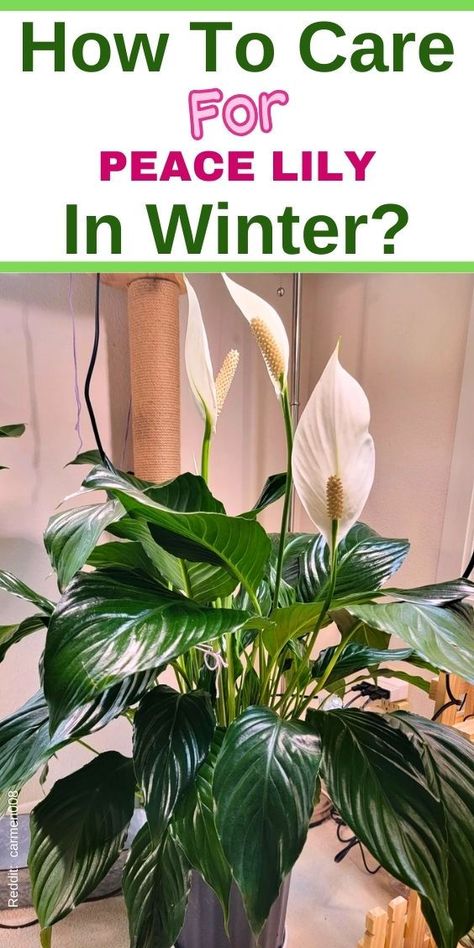 Peace Lily Winter Care, caring for peace lily in winter, winter care for 
peace lilies, peace lily cold weather care, peace lily care during winter, 
Peace Lily Winter Maintenance- Peace Lily Grown In Water
- Peace Lily Care
- Peace Lily Care Outdoor
- Peace Lily Fertilizer
- Peace Lily Soil
- Peace Lily Outdoor- Peace Lily Droopy Leaves
- Peace Lily Root Rot
- Peace Lily Roots
- Peace Lily Underwater
- Peace Lily Not Blooming
- Peace Lily Not Flowering
- Peace Lily Not Growing
- Peace Lily Mold Keep Your Peace, Peace Lilies, Winter Care, Peace Lily, The Soil, Tropical Plants, Helpful Tips, Winter Season, Soil