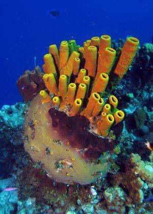 Coral Reef Craft, Hard Coral, Molluscs, Sea Sponge, Sponge Coral, Coral Reefs, Underwater World, Ocean Life, Tropical Fish