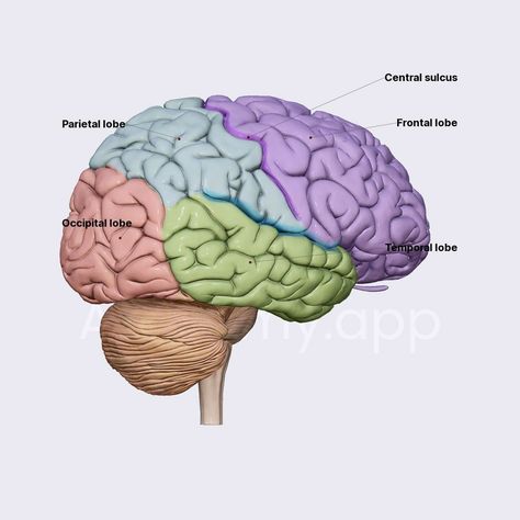 The human brain consists of four lobes -

frontal lobe, 
parietal lobe, 
temporal lobe, 
occipital lobe.

The frontal and temporal regions of each hemisphere are each composed of 3 horizontal gyri; the parietal lobe consists of 2 lobules (quadrangular superior lobule and inferior lobule consisting of 2 semicircular gyri), the occipital region is composed of 3 irregular, less defined gyri that converge toward the occipital pole. Occipital Lobe, 3d Anatomy, Frontal Lobe, Cerebral Cortex, Dental Anatomy, Lower Extremity, Organ System, Skeletal System, Muscular System