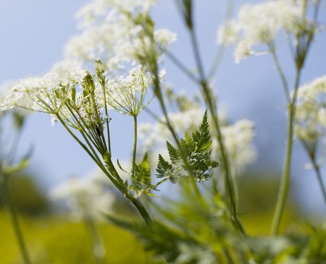 Mark Diacono on how — and why — to grow sweet cicely. Sweet Cicely, Pruning Basil, Herbal Tea Garden, Cow Parsley, Cooked Apples, Flavor Enhancers, Small White Flowers, Free Plants, Star Anise