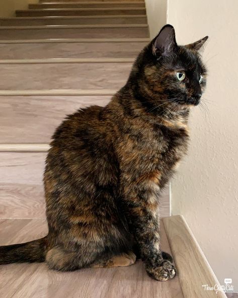 Tortoiseshell Cats, Friday Cat, Tortoise Cat, Calico Cats, Tortoise Shell Cat, Ragdoll Kitten, Norwegian Forest Cat, Mama Cat, Education Architecture