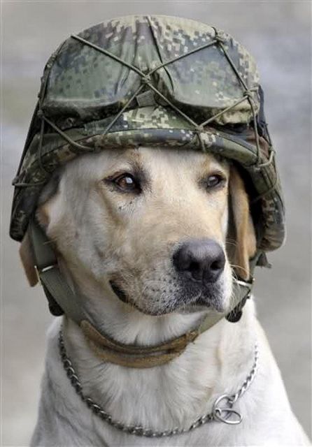 These pups are so brave, it just breaks my heart thinking about them going out there into all of that danger...sweet sweet babies <3  Timothy, a service K9, wears the helmet of a soldier who placed it on him. Lode A Dio, Military Working Dogs, Game Mode, Military Dogs, A Soldier, Service Animal, Working Dogs, Service Dogs, Siberian Husky