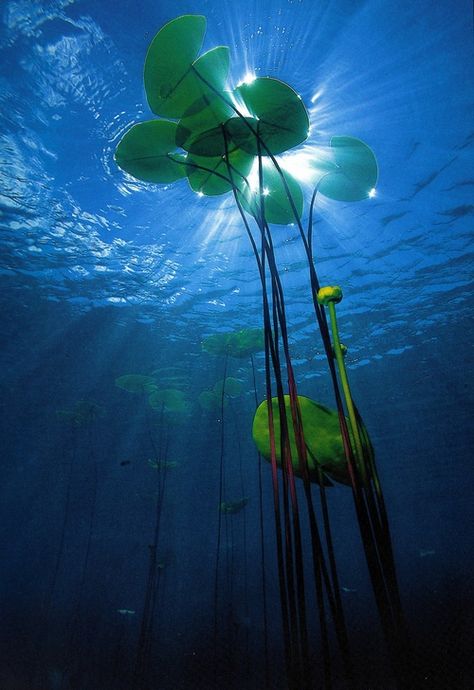 Underwater Scene, Deco Nature, Underwater Photography, In The Ocean, Underwater World, Water Lily, Water Plants, Water Lilies, Amazing Nature