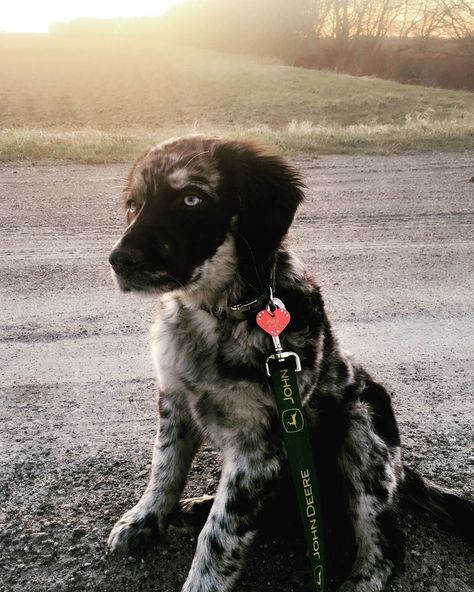 Australian Shepard Golden Retriever Puppy Golden Retriever Mixed With Aussie, Australian Retriever, Australian Shepherd Red Tri, Australian Shepherd Blue Merle, Golden Retriever Mix, Crazy Dog Lady, Dog Ideas, Dog Lady, Lovely Animals