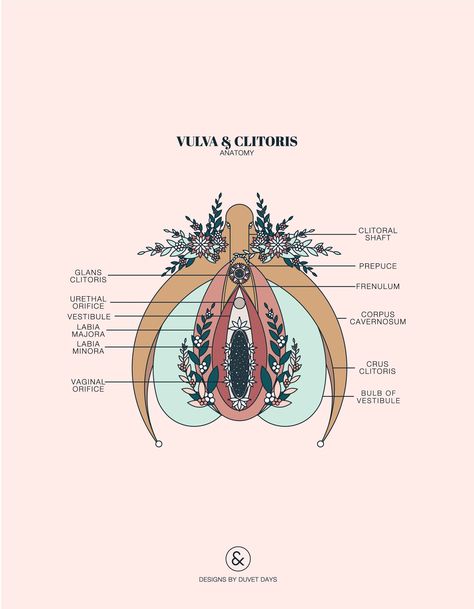 Medical Spanish, Pelvis Anatomy, Uterine Prolapse, Lung Anatomy, Duvet Day, Heart Anatomy, Brain Anatomy, Educate Yourself, Pelvic Floor Exercises