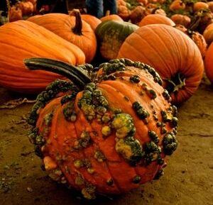 Bumpy Pumpkins, Warty Pumpkins, Bumpy Pumpkin, Pumpkin Plants, Pumpkin Growing, What Causes Warts, Grow Pumpkins, Pumpkin Fruit, Pumpkin Varieties