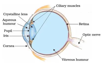 Human Eye Diagram, Eye Diagram, Layers Of Atmosphere, Chemistry Class 12, Arithmetic Progression, Science Diagrams, Physics Formulas, Eye Parts, Refraction Of Light