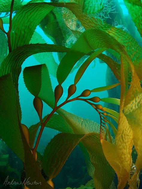 Kubo And The Two Strings, Underwater Plants, Sea Plants, Kelp Forest, Life Aquatic, Ocean Creatures, Ocean Animals, Underwater Photography, Sealife