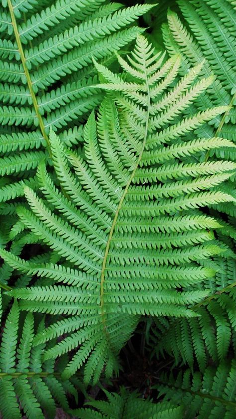 Eye Diagram, Fern Photography, Attacus Atlas, Floral Reference, Fern Images, Fern Tattoo, Rainforest Plants, Ferns Garden, Fern Pattern