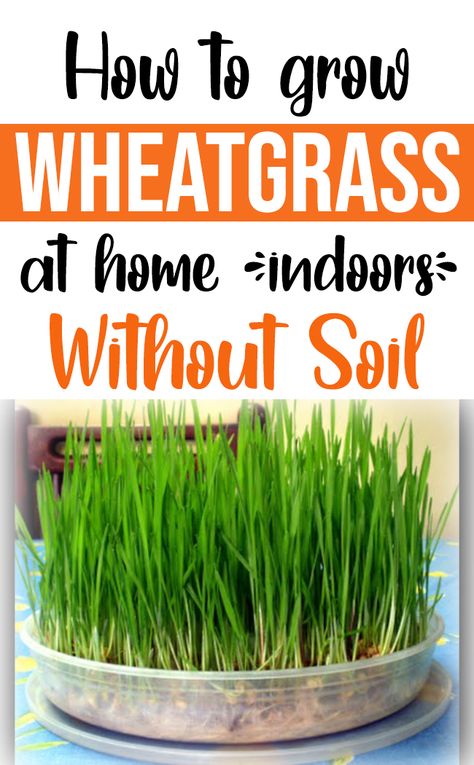 Wheatgrass Benefits, Growing Wheat, Growing Wheat Grass, Growing Grass, Barley Grass, Soil Layers, Wheat Grass, Grass Seed, Potting Soil