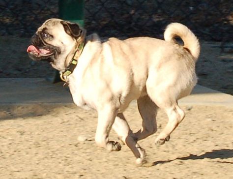 Pug running gracefully. Pug Running, Running Animals, Super Sunday, The Hug, Mountain View, The Mountain, Pug, Make Me Smile, Dog Breeds