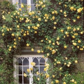 Lady Hillingdon Yellow Climbing Rose, White Climbing Roses, Deadheading Roses, Rose Plant Care, Climbing Rose, David Austin Roses, Growing Roses, David Austin, Planting Roses