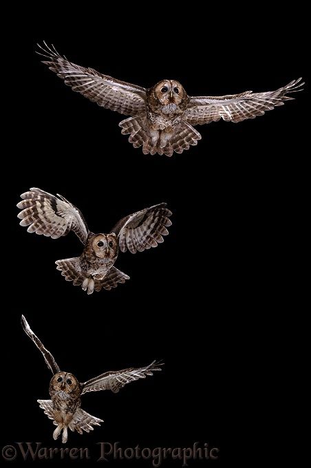 Photograph of Tawny Owl (Strix aluco) flight sequence. Rights managed image. Warren Photographic WP16289 Owl Landing, Owl Flight, Owl In Flight, Totem Animals, Crane Tattoo, Owl Wings, Owl Photography, Slavic Mythology, Owl Books