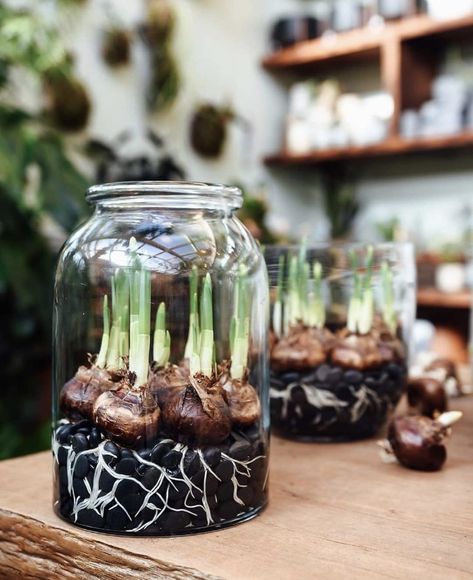 Indoor Succulent Garden Ideas, Indoor Plant Hacks, Forced Bulbs, Indoor Succulent Garden, Forcing Bulbs, Succulent Garden Ideas, Bulb Planting, Narcissus Bulbs, Diy Frühling