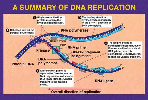 Week 25 DNA Replication | MrBorden's Rattler Blog 664 Dna Polymerase, Dna Genetics, Dna Replication, Study Biology, Dna Molecule, Cell Cycle, Ap Biology, Biology Lessons, Teaching Biology